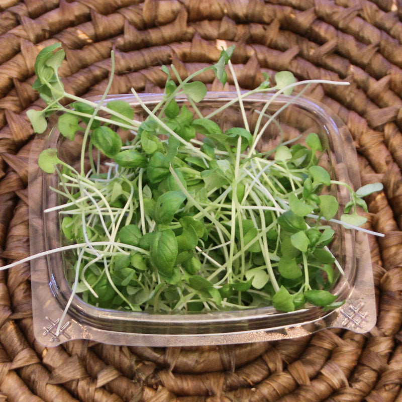 Basil Microgreens
