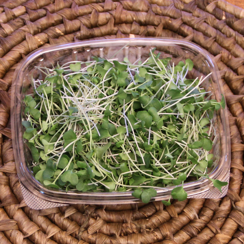Broccoli Microgreens
