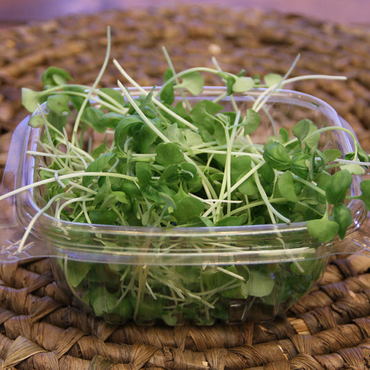Basil Microgreens, Welland, Wainfleet, Thorold, St. Catharines, Rock Leaf Harvest, Ridgeway, Port Colborne, Niagara-on-the-Lake, Niagara microgreens, Niagara Falls, Fort Erie, Crystal Beach