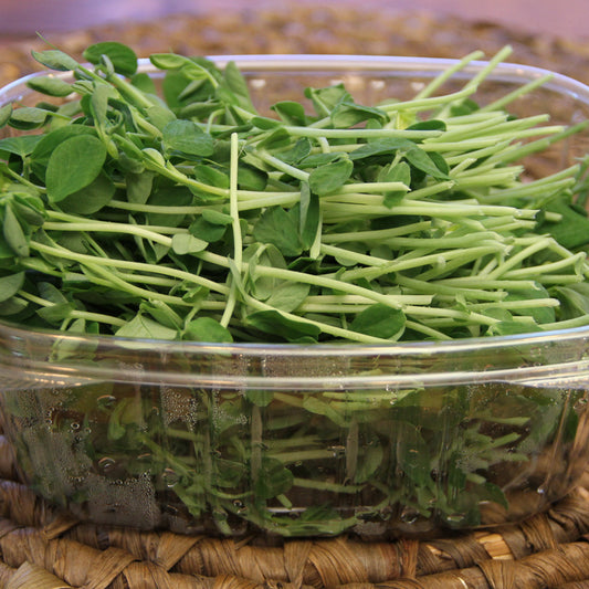 Pea Microgreens, Welland, Wainfleet, Thorold, St. Catharines, Rock Leaf Harvest, Ridgeway, Port Colborne, Niagara-on-the-Lake, Niagara microgreens, Niagara Falls, Fort Erie, Crystal Beach