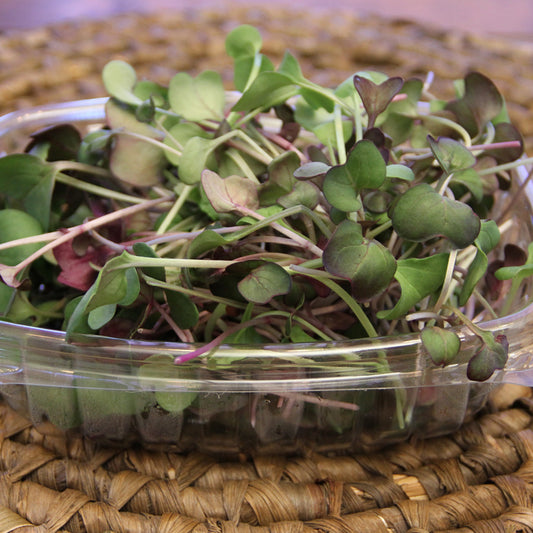 Radish Microgreens, Welland, Wainfleet, Thorold, St. Catharines, Rock Leaf Harvest, Ridgeway, Port Colborne, Niagara-on-the-Lake, Niagara microgreens, Niagara Falls, Fort Erie, Crystal Beach