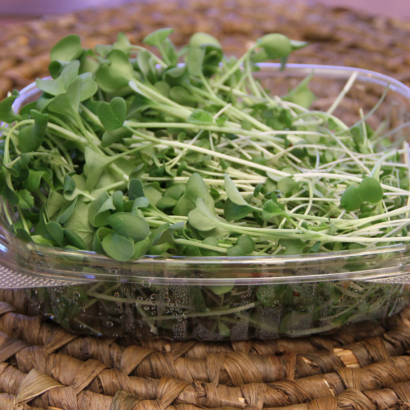 Spring Salad Mix Microgreens, Welland, Wainfleet, Thorold, St. Catharines, Rock Leaf Harvest, Ridgeway, Port Colborne, Niagara-on-the-Lake, Niagara microgreens, Niagara Falls, Fort Erie, Crystal Beach