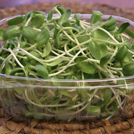 Sunflower Microgreens, Welland, Wainfleet, Thorold, St. Catharines, Rock Leaf Harvest, Ridgeway, Port Colborne, Niagara-on-the-Lake, Niagara microgreens, Niagara Falls, Fort Erie, Crystal Beach